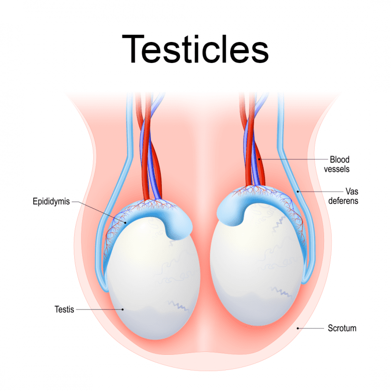 testicular lump